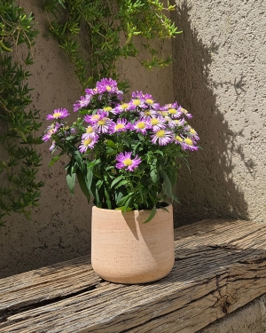 Vaza Murgia